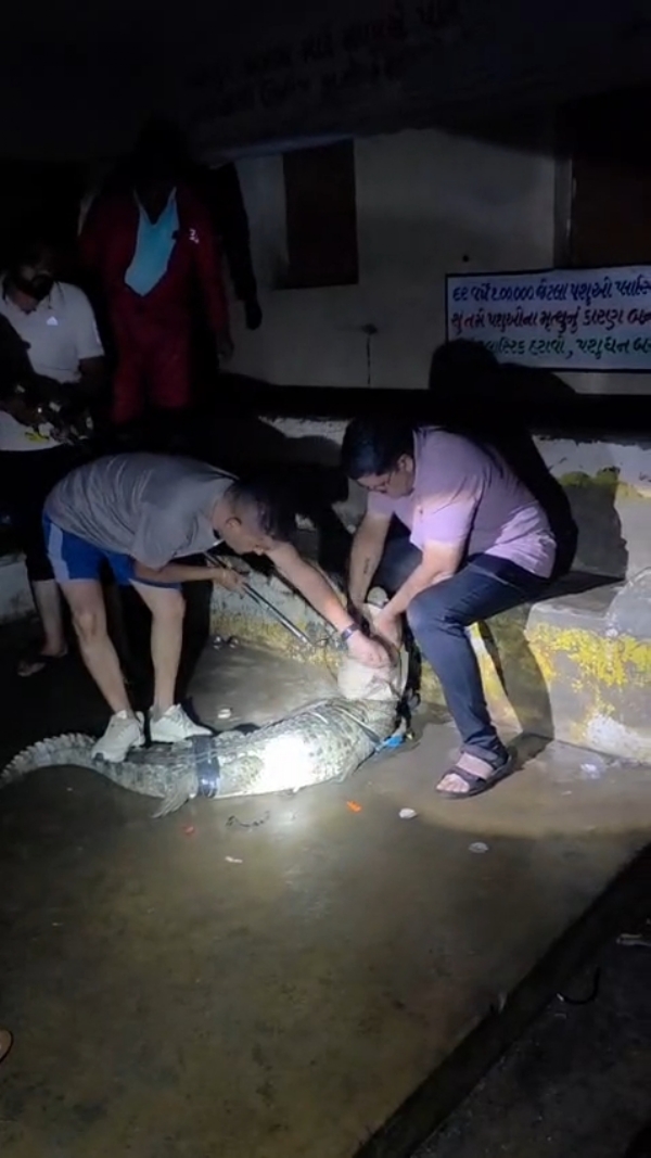 ભડલી માં મગરનો રેસ્ક્યુ કરાયો
