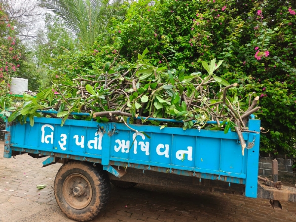 વિસનગરના ઋષિવનમાં 10 લીલીના છોડમાંથી તૈયાર થયા 30 હજારથી વધુ નવા છોડ, પર્યાવરણ સંરક્ષણનો અનોખો પ્રયાસ