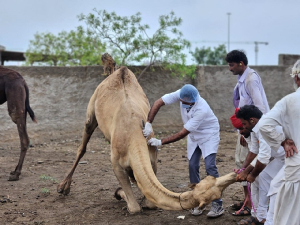ઊંટની સારવાર ઊંટની સારવાર