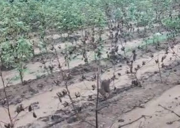 damage in Viramgam-Mandal-Detroj farmers due to heavy rains in gujarat damage in Viramgam-Mandal-Detroj farmers due to heavy rains in gujarat
