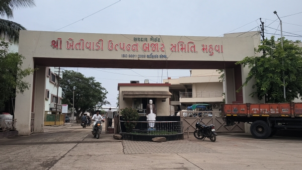 માર્કેટિંગ યાર્ડ ફાઇલ ફોટો માર્કેટિંગ યાર્ડ ફાઇલ ફોટો