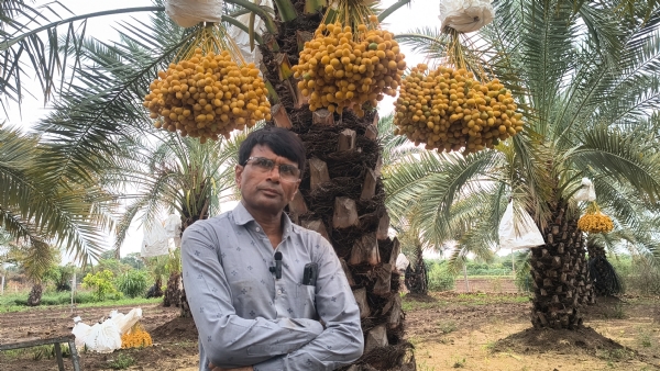 ખારેકની ખેતી કરતા ખેડૂત