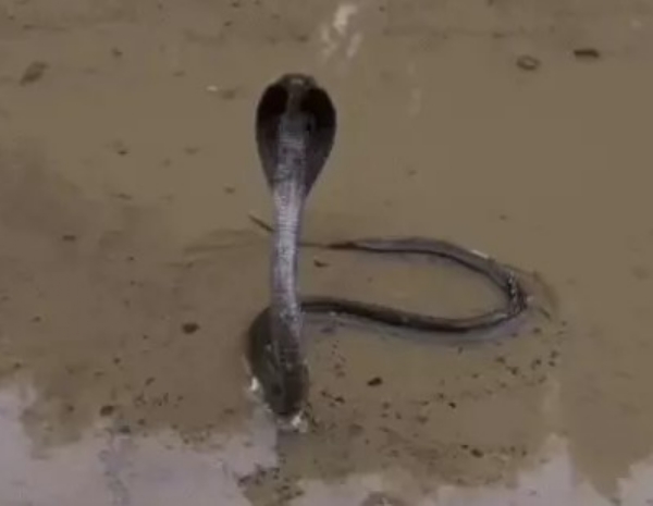Venomous Cobra Appeared on Road in Sheelaj