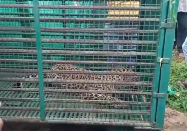 દિપડો દિપડો