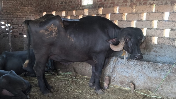 પશુ ફાઈલ ફોટો પશુ ફાઈલ ફોટો