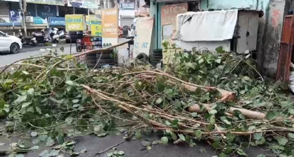 વૃક્ષ વૃક્ષ