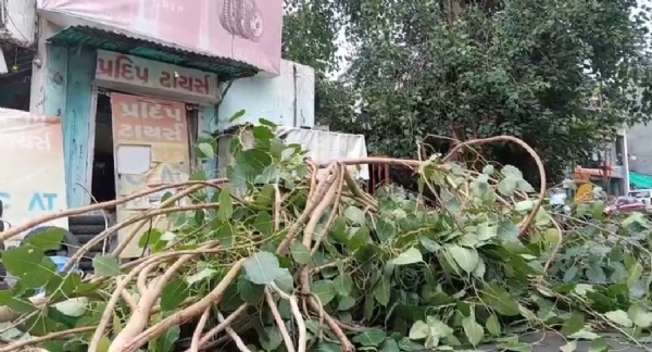 વૃક્ષ વૃક્ષ