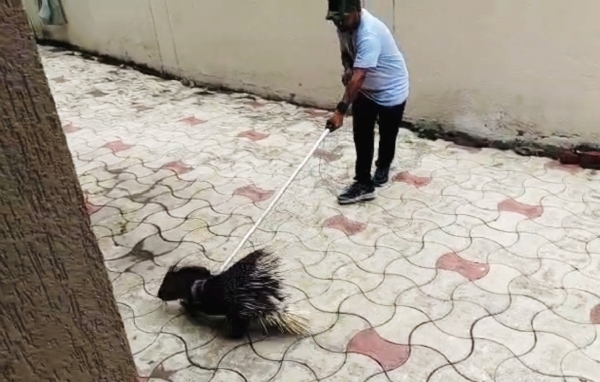 ભરૂચની મુસ્લિમ સોસાયટીમાં ઘૂસી આવી શાહુડી