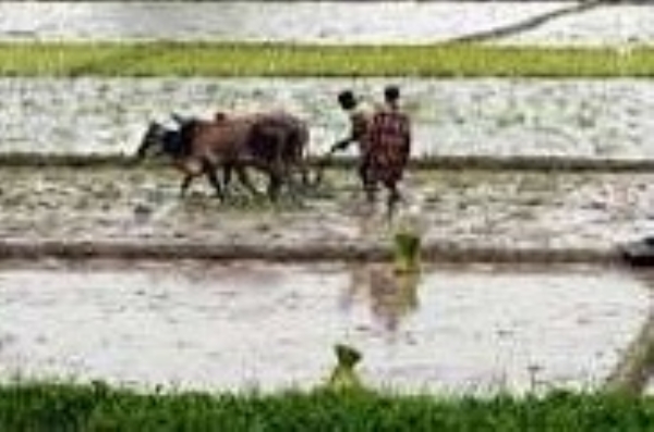 heavy rains wreak havoc in farmers heavy rains wreak havoc in farmers