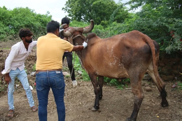 પશુઓનો ફાઇલ ફોટો