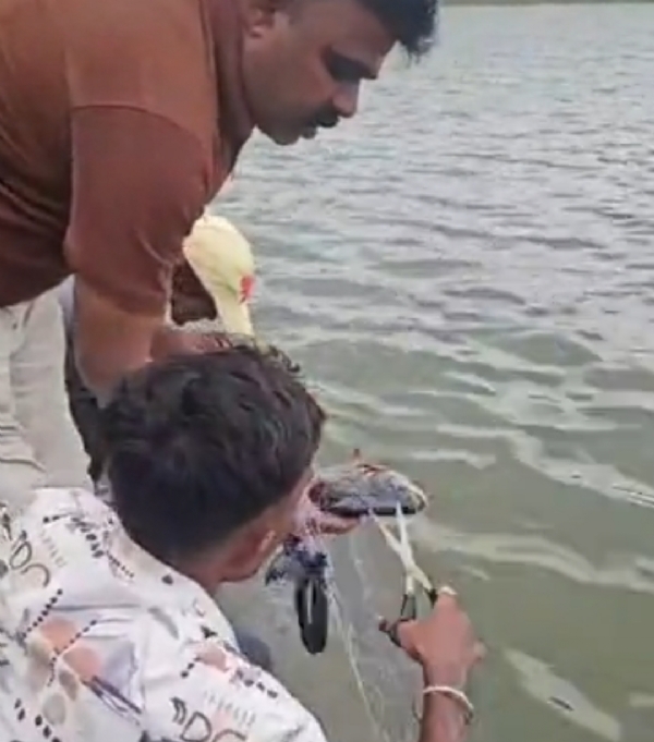 પાટણના ઐતિહાસિક સિદ્ધિ સરોવરમાંથી ગેરકાયદે જાળ હટાવી, જળચર જીવોનો બચાવ પાટણના ઐતિહાસિક સિદ્ધિ સરોવરમાંથી ગેરકાયદે જાળ હટાવી, જળચર જીવોનો બચાવ