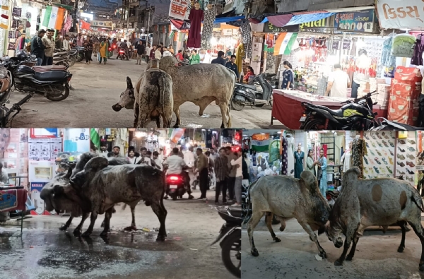 વેરાવળ સુભાષરોડ પર આખલા યુધ્ધ