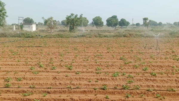 મહેસાણામાં મગફળીના પાકને રોગોથી બચાવવા સંકલિત વ્યવસ્થાપન અંગે ખેડૂતોને માર્ગદર્શન
