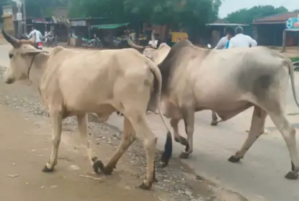 પાટણ-ડીસા હાઈવે પર રખડતી ગાયોથી અકસ્માતનો ભય