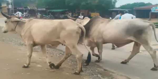 પાટણ-ડીસા હાઈવે પર રખડતી ગાયોથી અકસ્માતનો ભય