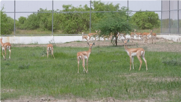 બન્ની ખાતે કાળિયાર મુકાયા
