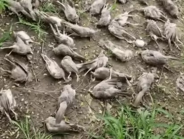 Vatadara and Vatra villages of Khambhat taluka 200 bubbler birds have died