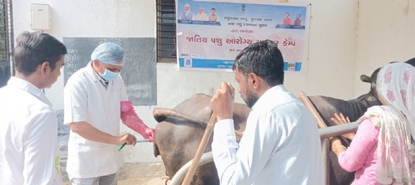 મહેસાણા જિલ્લામાં 200 ગામોમાં પશુ વ્યંધત્વ નિવારણ માટે સારવાર કેમ્પ યોજાશે મહેસાણા જિલ્લામાં 200 ગામોમાં પશુ વ્યંધત્વ નિવારણ માટે સારવાર કેમ્પ યોજાશે