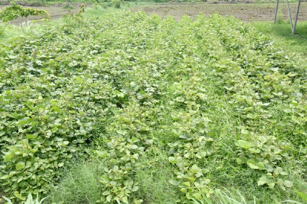 PSDS method that brings the soil to life, a scientific step towards soil regeneration