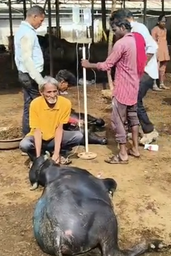 ચાણસ્મા-મોઢેરા હાઇવે પર કારોડા ગામ નજીક 48 પશુઓ ભરેલી ટ્રક ઝડપાઈ, 5 પાડાના મોત ચાણસ્મા-મોઢેરા હાઇવે પર કારોડા ગામ નજીક 48 પશુઓ ભરેલી ટ્રક ઝડપાઈ, 5 પાડાના મોત