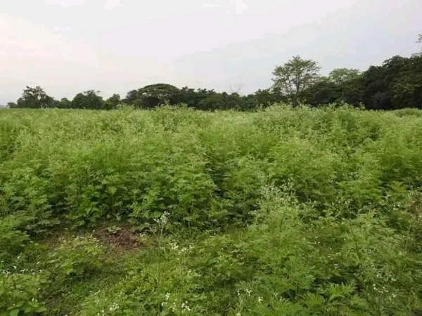 માથાનો દુખાવો ગણાતું ગાજરઘાસ હવે બનશે ઉત્તમ સેન્દ્રિય ખાતર