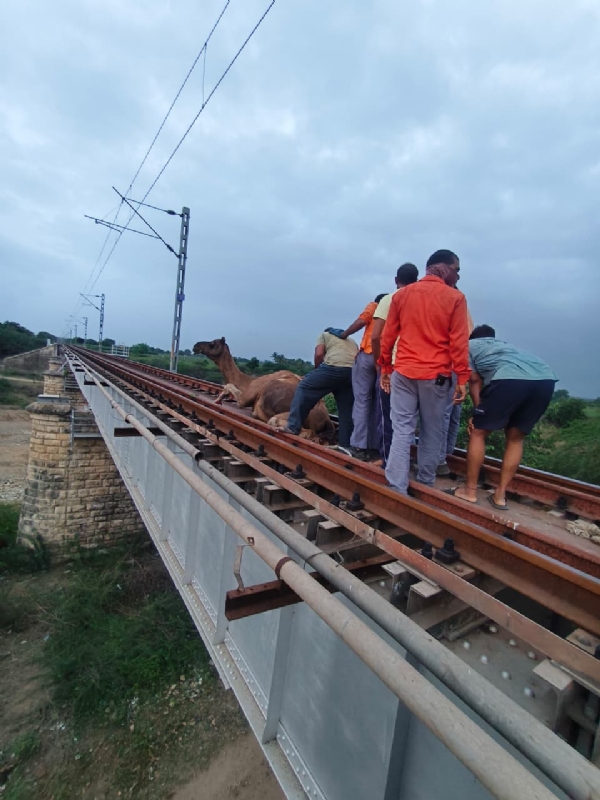 વાંસજાળિયા–રાણાવાવ રેલખંડમાં ઊંટનું સુરક્ષિત રેસ્ક્યુ, વાંસજાળિયા–રાણાવાવ રેલખંડમાં ઊંટનું સુરક્ષિત રેસ્ક્યુ,