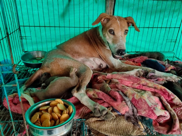 ઇજાગ્રસ્ત શ્વાન
