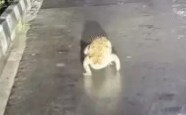crocodile came in front of a car on the service road of the National Highway