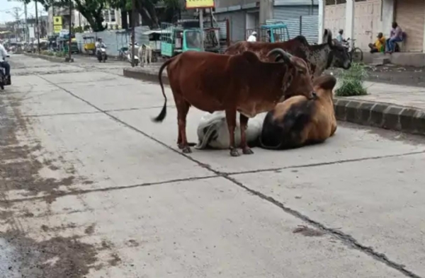 રસ્તા વચ્ચે બેસેલ ઢોર