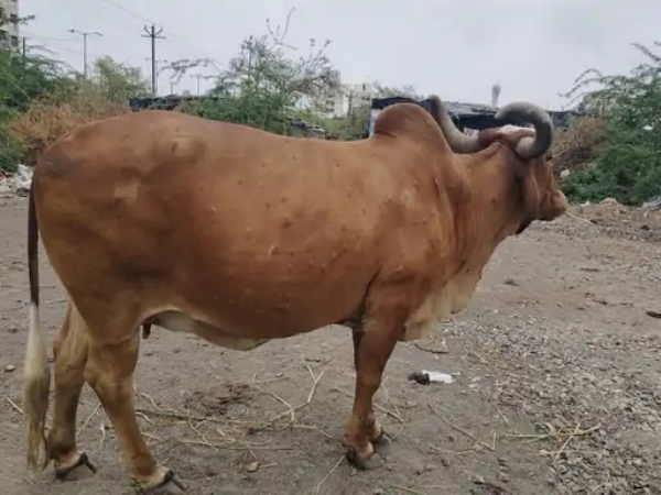 ગાયમાં લમ્પી રોગની આશંકા ગાયમાં લમ્પી રોગની આશંકા