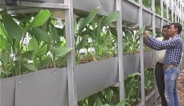 A farmer from Sabarkantha, who uses the Israeli method of farming