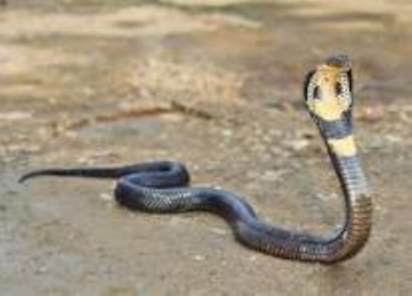 snake