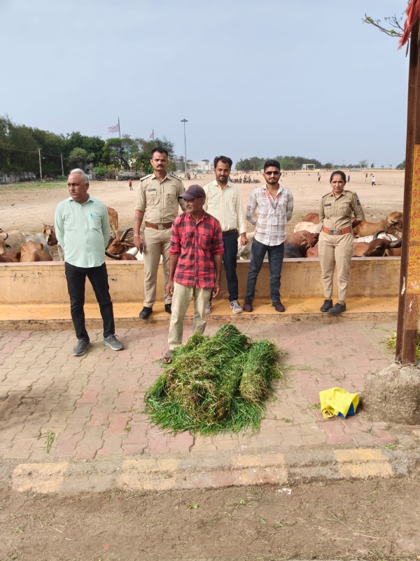 જાહેર સ્થળોએ ગેરકાયદેસર ઘાસચારા વેચાણ કરનાર 7 લોકો સામે સામે પોલીસ ફરિયાદ દાખલ જાહેર સ્થળોએ ગેરકાયદેસર ઘાસચારા વેચાણ કરનાર 7 લોકો સામે સામે પોલીસ ફરિયાદ દાખલ