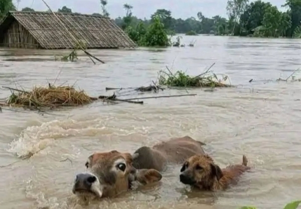 આસામમાં પુરની ભયંકર સ્થિતિ
