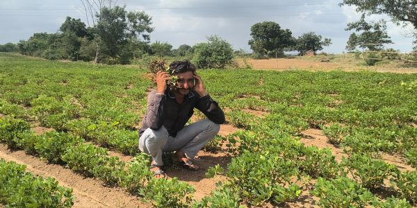 વરસાદ ખેંચાતા ભાવનગરના ખેડૂતોની ચિંતા વધી, મગફળી-કપાસ સુકાવાની આરે, ઘાસચારાની પણ ચિંતા