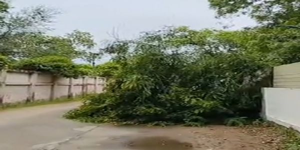 પાટણમાં વરસાદ વચ્ચે રસ્તા પર વૃક્ષ ધરાશાયી