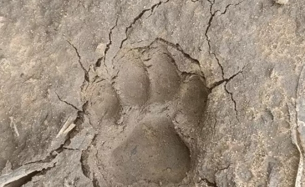 Leopard sighted for the second time in a month near Moti Devti Bypass and Itwada in Sanand