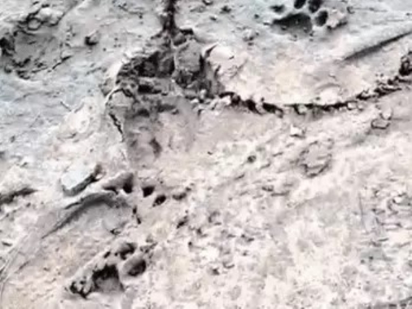 Leopard sighted for the second time in a month near Moti Devti Bypass and Itwada in Sanand