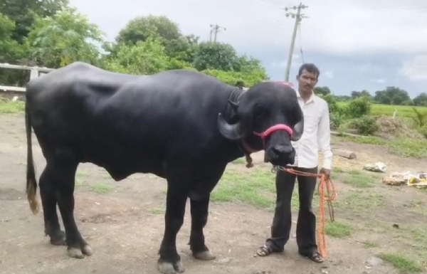 પ્રથમ ક્રમાંક પ્રાપ્ત કરનાર ભેંસ