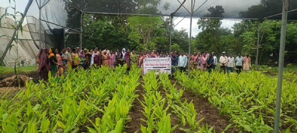 Farmers of Chikda taluka visited a natural farm and vegetable-mango grafting nursery at Kevadi.