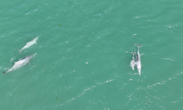 National Wildlife Day,Dolphins dominate the southern part of the Gulf of Kutch