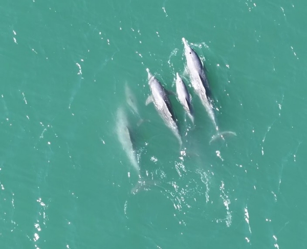 National Wildlife Day,Dolphins dominate the southern part of the Gulf of Kutch
