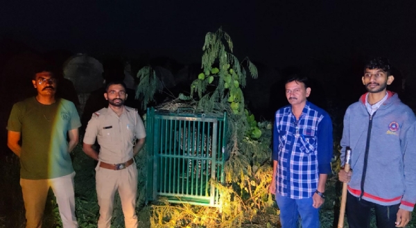 The leopard found in the premises of the Uparkot Fort area of Junagadh was caged by the Forest Department, making the fort safe for tourists again. The leopard found in the premises of the Uparkot Fort area of Junagadh was caged by the Forest Department, making the fort safe for tourists again.