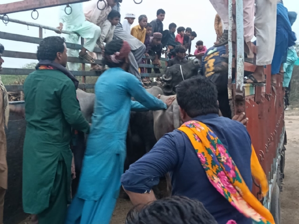 કચ્છના પશુપાલકોની હિજરત